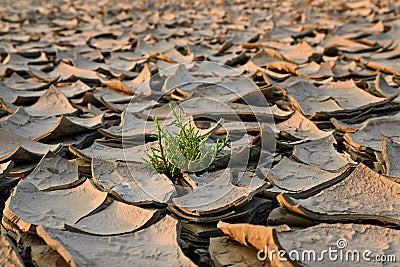 Parched land Stock Photo