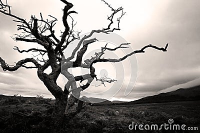 Parched single tree Stock Photo