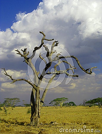 Parched skeletal tree in the african savannah, Tan Stock Photo