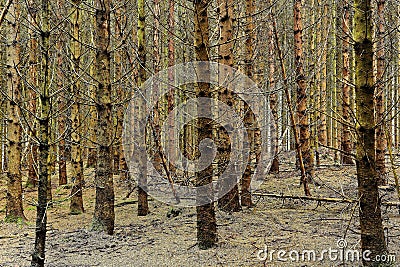 Dried fir forest with prickly twigs and needles, fall season nature background Stock Photo