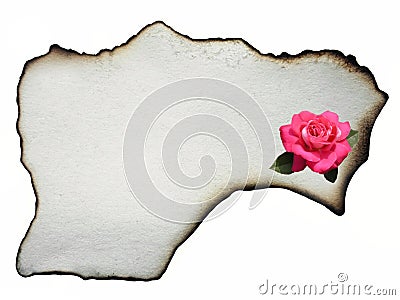 Parchment with pink rose. Stock Photo