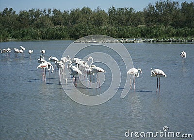 Fenicotteri camargue Stock Photo