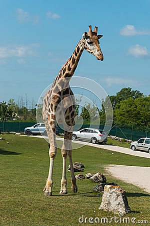 Parco Natura Viva Editorial Stock Photo