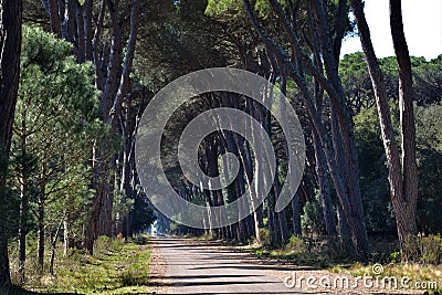 `Parco Naturale Migliarino San Rossore Massaciuccoli` green fairy park with fog and forest in Pisa Italy Stock Photo