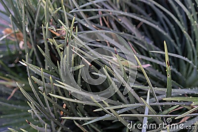 Pardoria ottonis succulent plant cactus with many strings Stock Photo