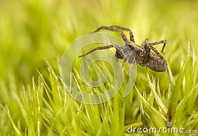 Pardosa Stock Photo