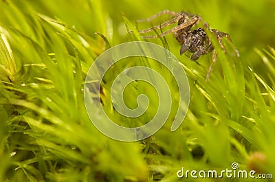Pardosa Stock Photo