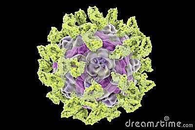 Parechovirus with attached integrin molecules Cartoon Illustration