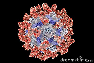 Parechovirus with attached integrin molecules Cartoon Illustration