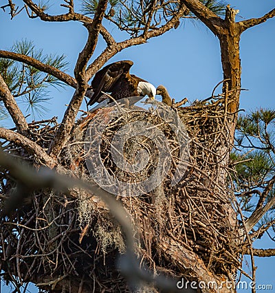 Parent arrives at nest with food for bald eaglet Stock Photo