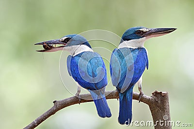parents Collared Kingfisher carrying cricket insect in its big beaks to feed chicks in nest, lovely wild animal family Stock Photo