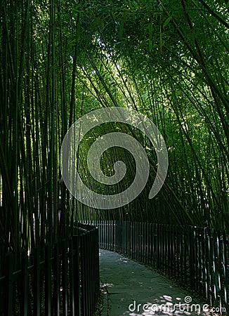 A parh in bamboo Stock Photo