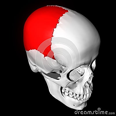 Parietal Bone Stock Photo