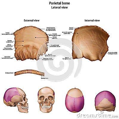 Parietal bone. With the name and description of all sites. Vector Illustration