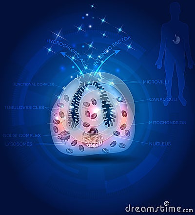 Parietal cell secreting hydrochloric acid and intrinsic factor Vector Illustration