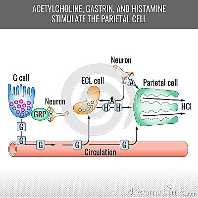 Parietal cell stimulation chart, vector medical illustration Vector Illustration