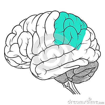 Parietal lobe of human brain anatomy side view flat Vector Illustration