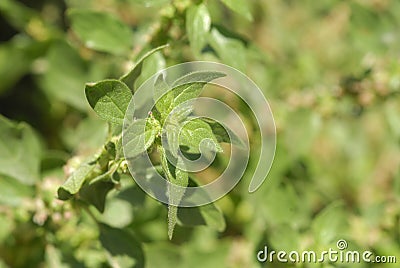 Parietaria judaica, Allergens Plants Stock Photo