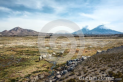 Parinacota Volcano, Lauca, Chile Stock Photo