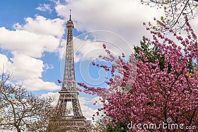 Paris France at Eiffel Tower with spring cherry blossom Stock Photo