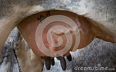 Big white cow at Paris International Agricultural Show. Stock Photo