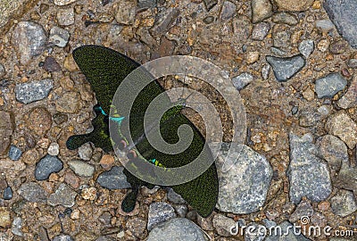 Paris Peacock Butterfly Open wing at Garo Hills,Meghalaya,India Stock Photo