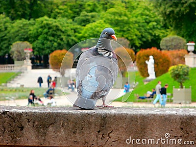 Paris pigeon and the Jardin du Luxembourg in the background Stock Photo