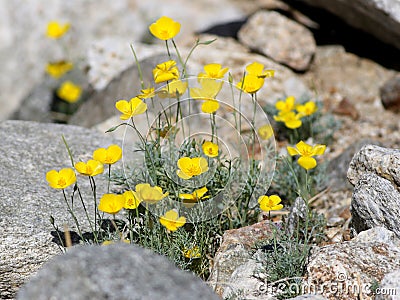 Parish's Poppy - Eschscholzia parishii Stock Photo