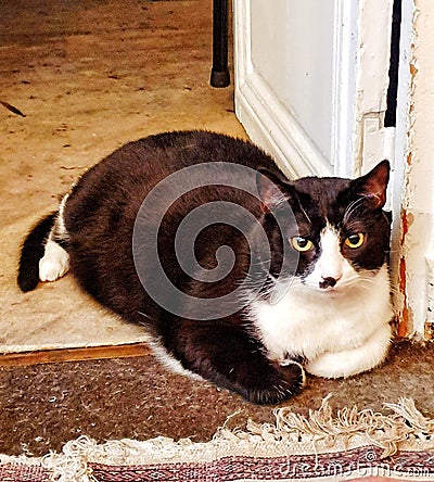 Parisian black cat laying down on the floor Stock Photo