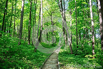 Park area, linden forest Stock Photo