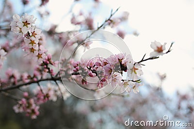 Park with beautiful trees, pink, white blossoms. The street smells of spring and love. Nature wakes up, colors delight the eyes, b Stock Photo