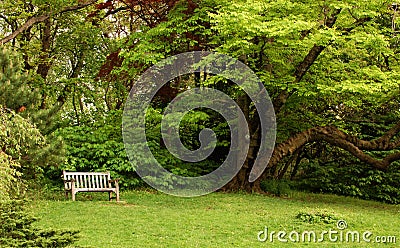 Park bench with tree nearby Stock Photo