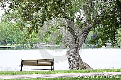 Park Bench and Twisted Tree Stock Photo