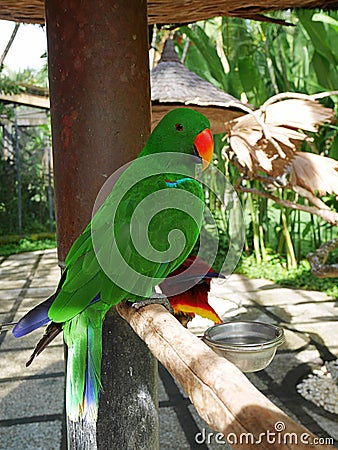 Park of birds and reptiles in Bali, a green parrot Stock Photo