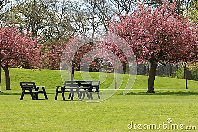 The Park in Blossom Stock Photo