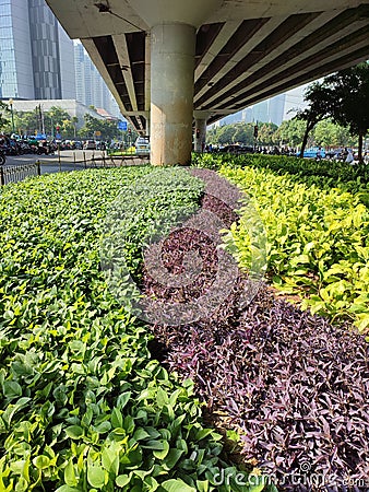 The park in the bustling city of Jakarta becomes a beautiful sight in September 2022 Editorial Stock Photo