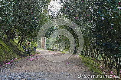 Park with camellias in Pontevedra Spain Stock Photo