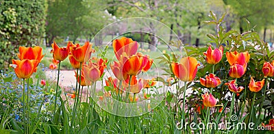 park landscape with orange blooming tulips, Westpark munich Stock Photo