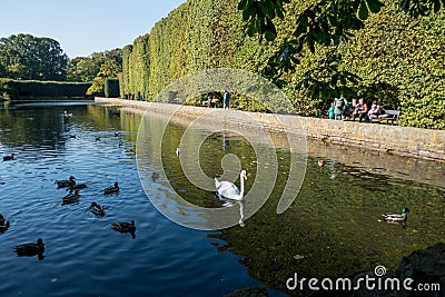 Park landscape with swan Editorial Stock Photo
