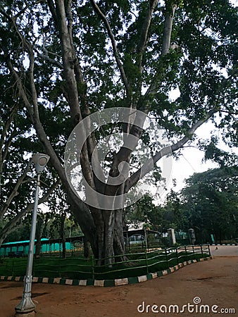 Park, lonely tree, grass, sky, lamp post Stock Photo