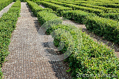 Park maze of hedged deciduous bushes in the backyard. Stock Photo