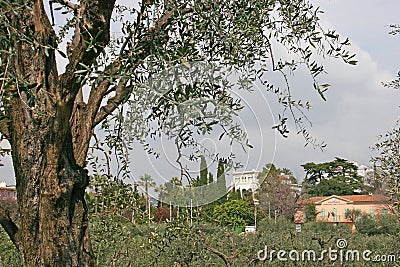 Park of Monastery of Cimiez in Nice Stock Photo