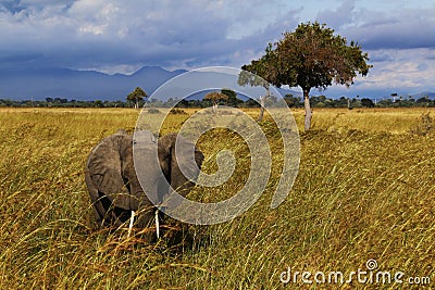 Park Natural and Nacional in Mikumi, Tanzania. Landscapes. Beautiful Africa. Travel Africa. Stock Photo