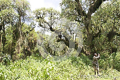 Park ranger at the Volcanoes National Park Editorial Stock Photo