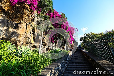 Park Santa Catarina, Funchal, Madeira Stock Photo