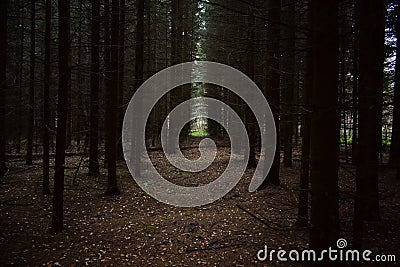 Park slender rows of coniferous trees. Spruce forest in the morning haze. Moss and fallen leaves cover the roots Stock Photo