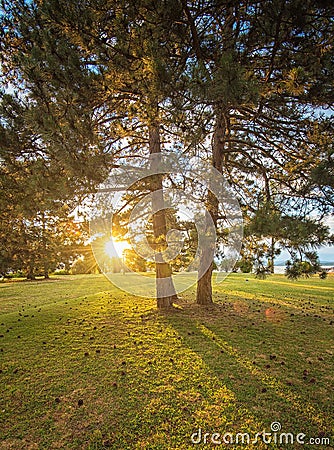 Park with trees Stock Photo