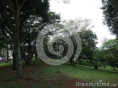 Park vegetation in a big city [ecological park - a place of great beauty and peace] Stock Photo