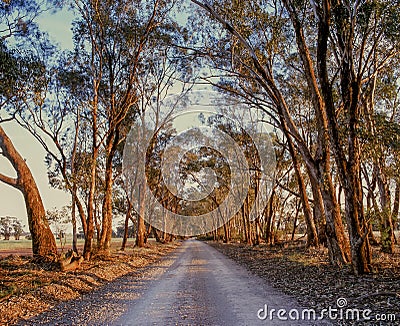 Warm colours tree lines country dirt road stretching into distance near Parkes rural Australia Stock Photo