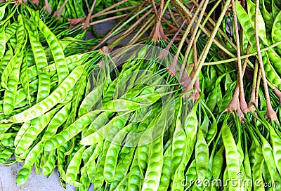 Parkia speciosa, tropical vegetable in South East Asia Stock Photo